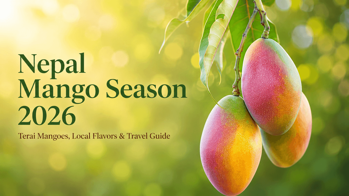 Nepal Mango Season 2026 poster with ripe mangoes hanging on a tree and warm green summer background